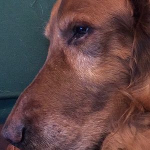 Meet your Posher, Dan